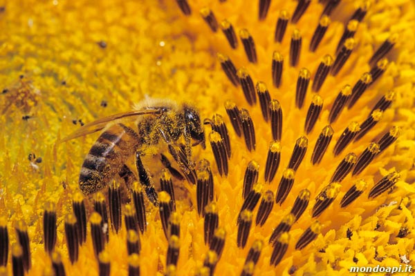 l'ape bottinatrice sul girasole