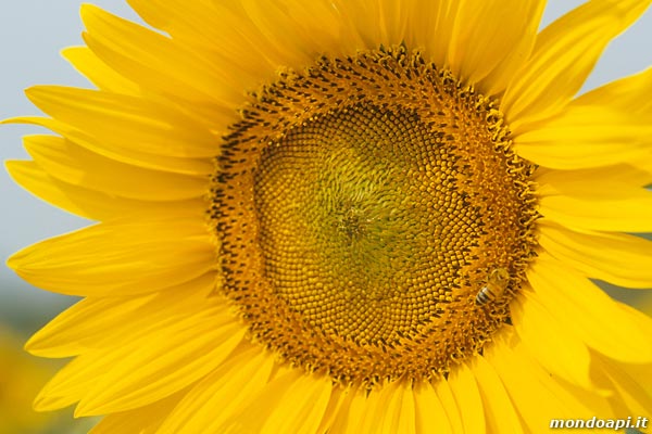 l'ape bottinatrice sul girasole