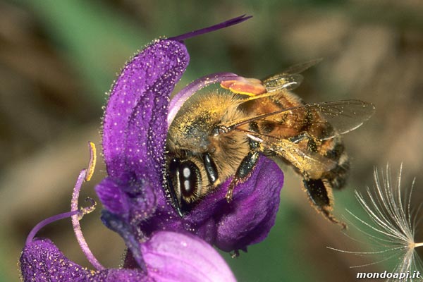 L'impollinazione