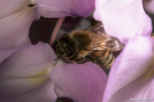 l'ape bottinatrice sul glicine