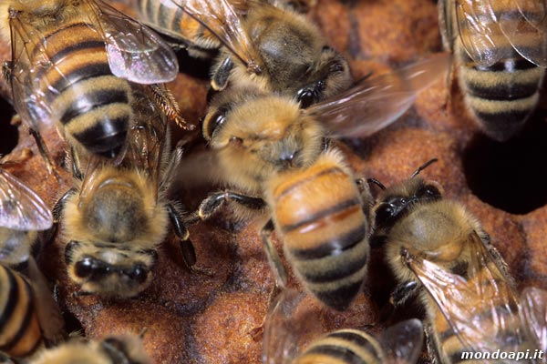 l'ape ventilatrice sul favo