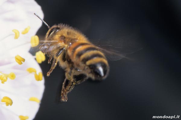 l'ape bottinatrice in volo