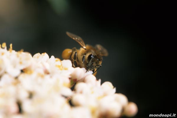 l'ape bottinatrice sul viburno