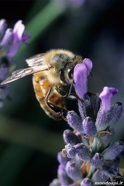 l'ape bottinatrice sulla lavanda