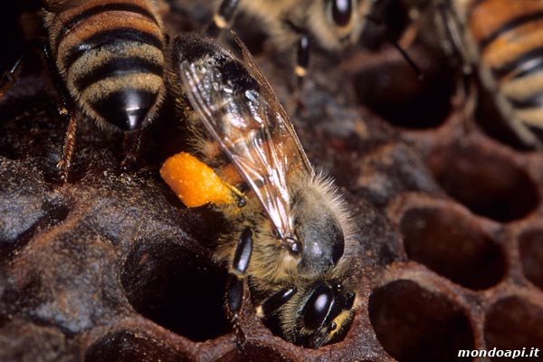 l'ape bottinatrice cerca una cella dove deporre il polline