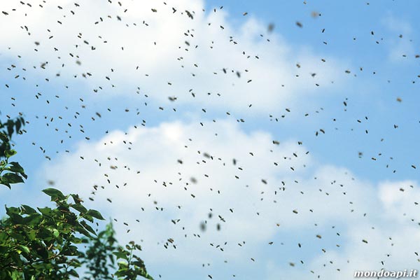 le api dello sciame in volo