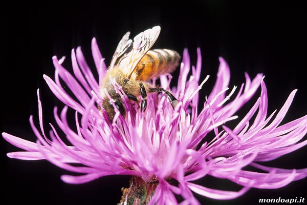 l'ape bottinatrice sulla centaurea