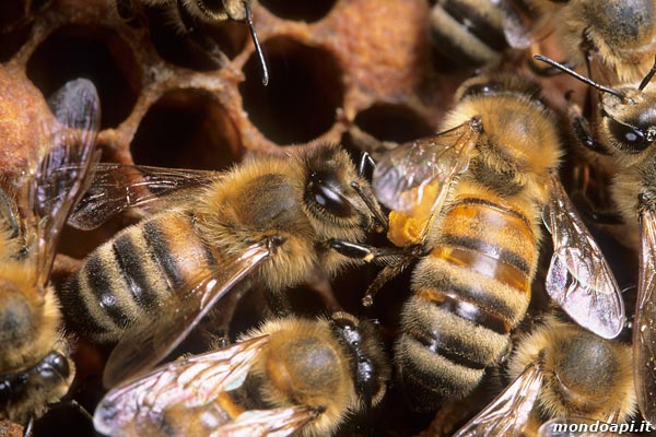 un operaia morde il polline ad una botinatrice