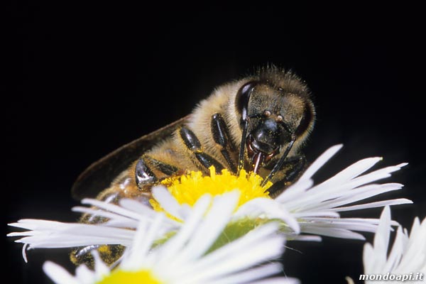 l'ape bottinatrice sulle prataiole