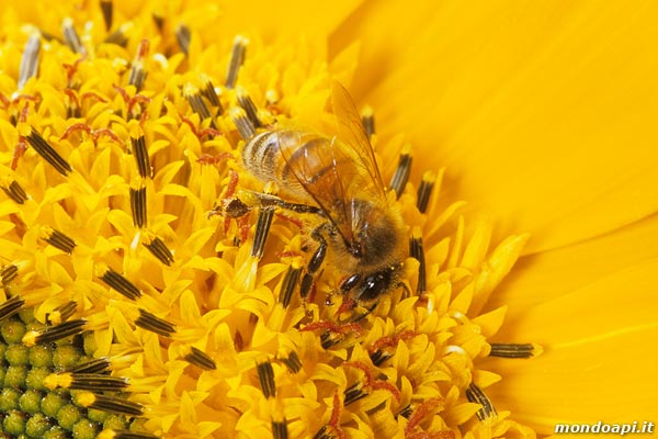 l'ape bottinatrice sul girasole