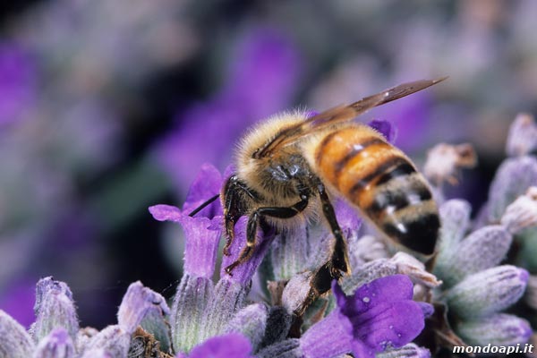 l'ape bottinatrice sulla salvia