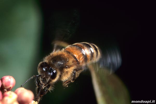 l'ape bottinatrice in volo sul viburno
