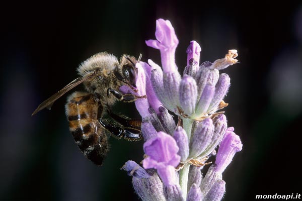 ape bottinatrice sulla lavanda