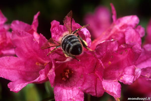 ape bottinatrice sul rododendro