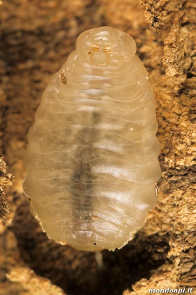 Vespa crabro: larva