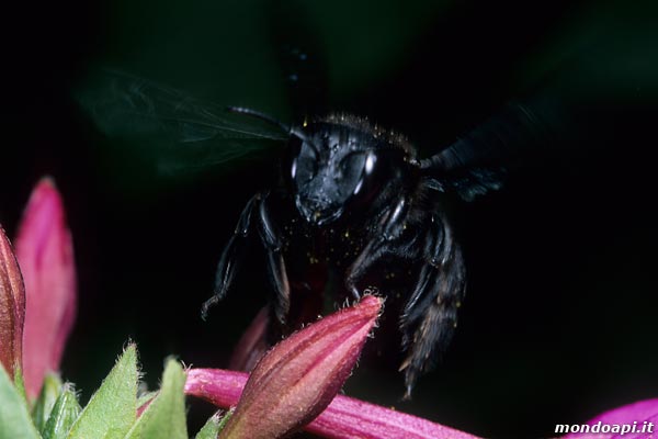 Xylocopa in volo