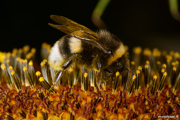 Bombo su fiore di girasole
