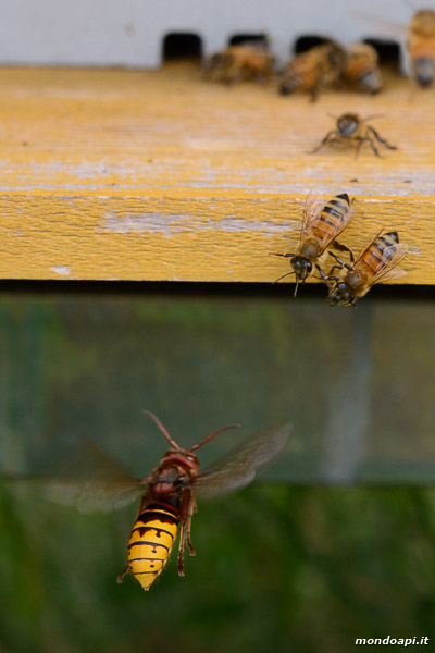 Vespa crabro a caccia di api all'ingresso di un alveare