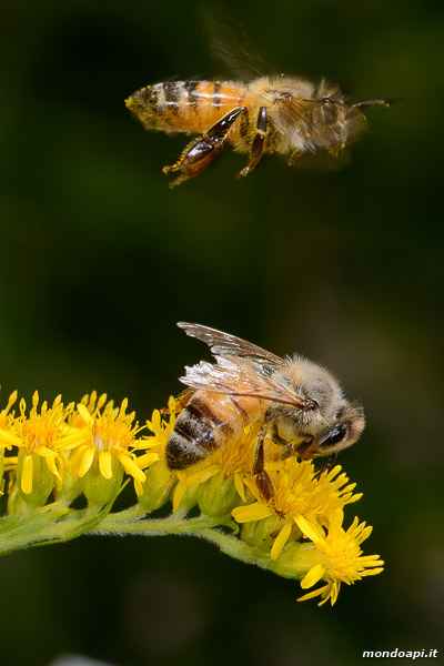 Bottinatrici su solidago verga d'oro