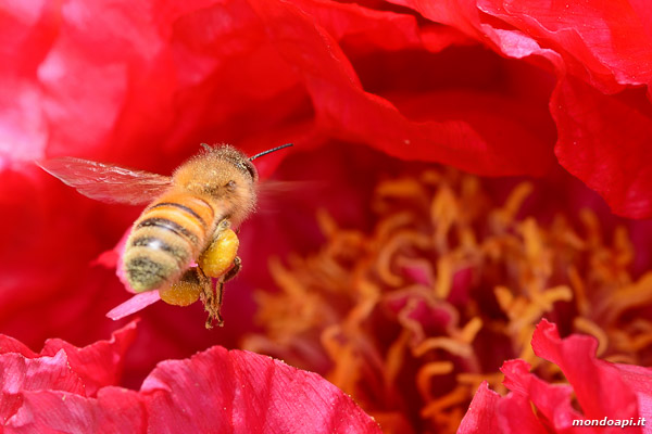 Bottinatrice sul fiore di peonia