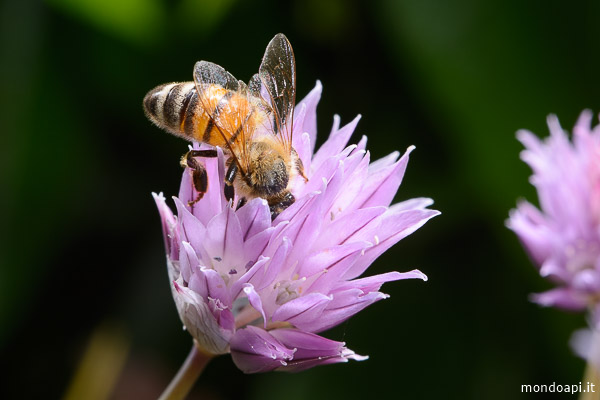 Ape sul fiore dell&rsquo;erba cipollina