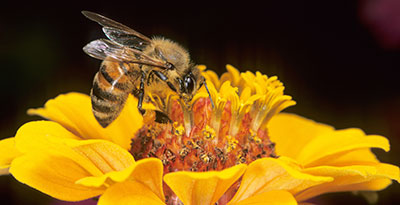 L'affascinante mondo delle api sotto la lente del fotografo 
