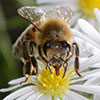 2023 Giornata mondiale delle api