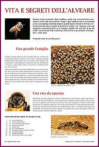 Vita e segreti dell'alveare 