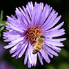 2026 Api Ambiente Biodiversità
