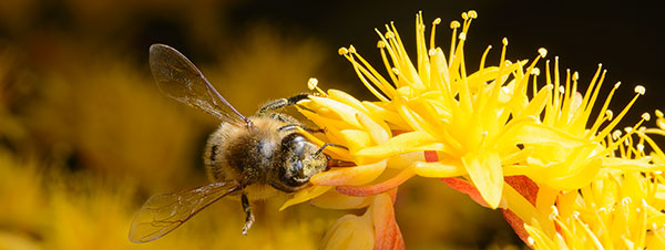 Le api, custodi dell'ambiente e della biodiversit&agrave; 