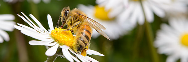 Le api, custodi della biodiversit&agrave; 