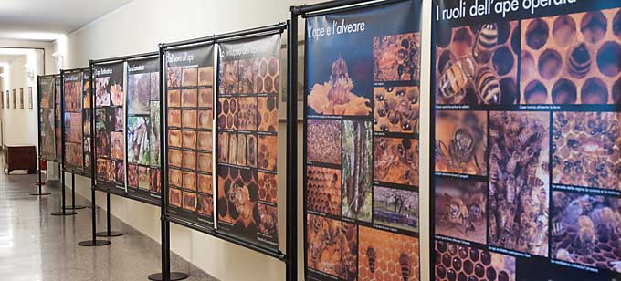 I poster delle api esposti nel corridoio della sala convegni