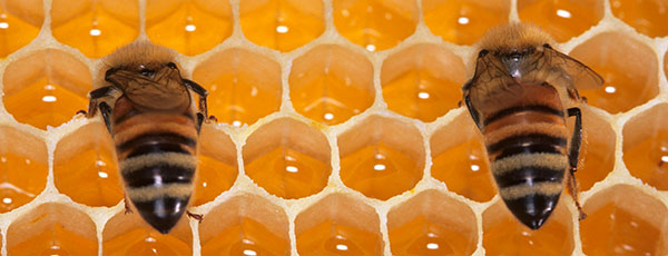api sul favo di miele