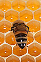 Le api in 12 scatti