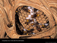 Il nido nelle sue fasi iniziali protetto da un involucro esterno.