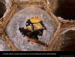 Anche le larve di Vespa Crabro non sono immuni da parassiti.